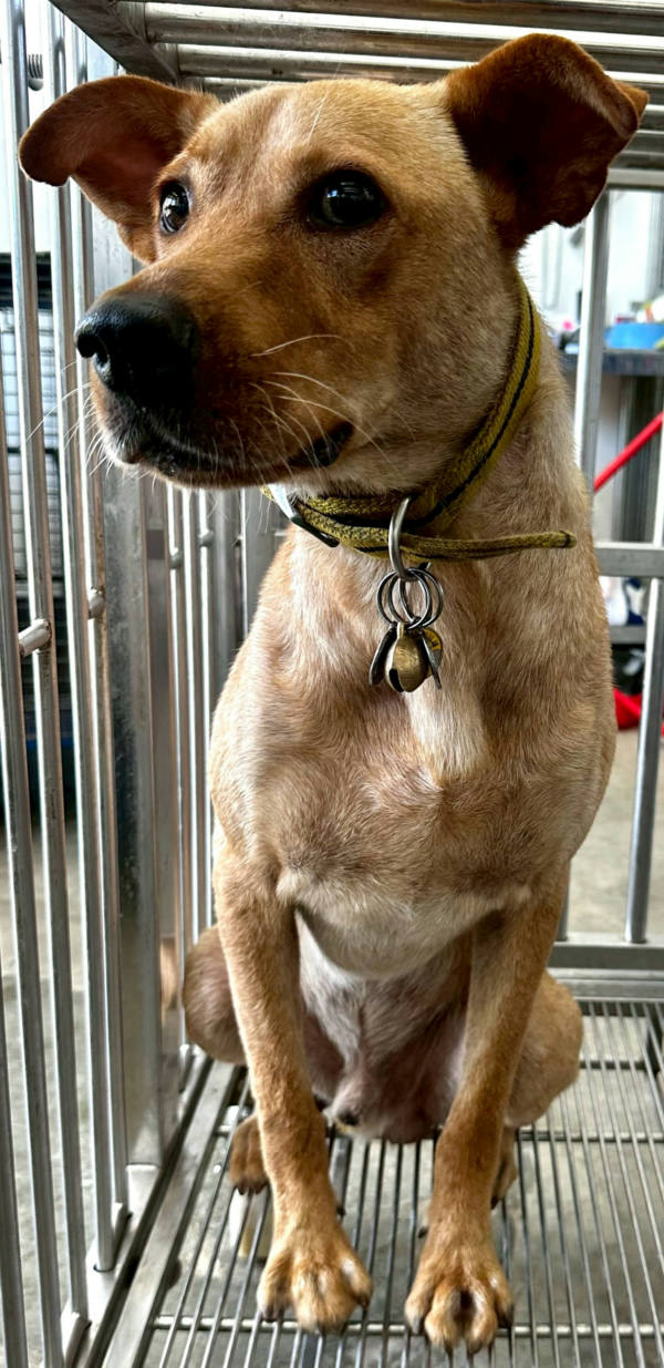 花蓮縣待認養狗 混種犬