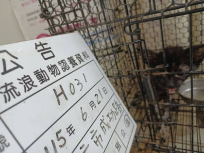 雲林縣待認養貓｜混種貓｜黑色｜母