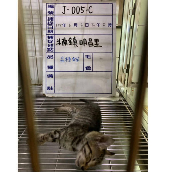 雲林縣待認養貓 混種貓