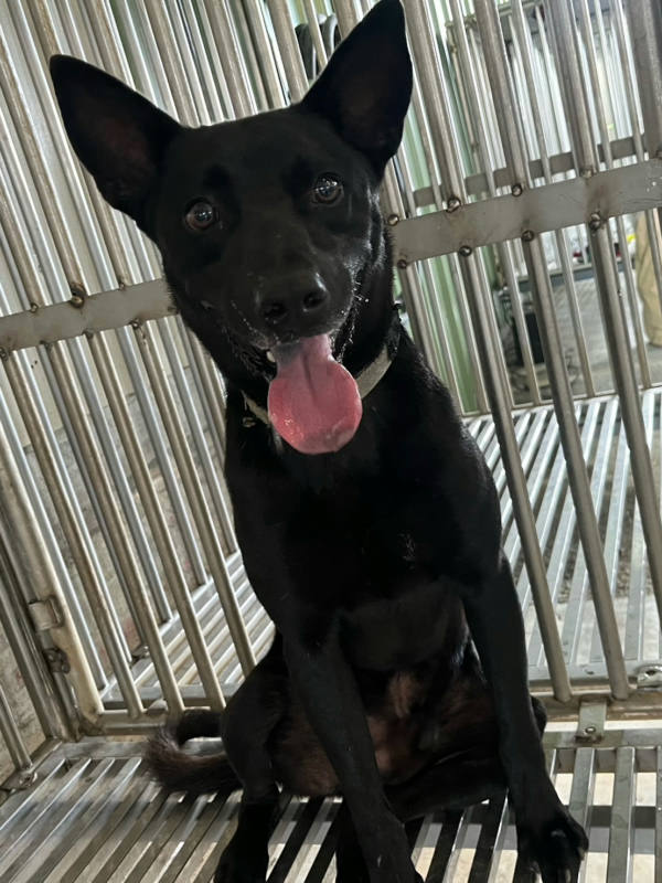 彰化縣待認養狗 混種犬
