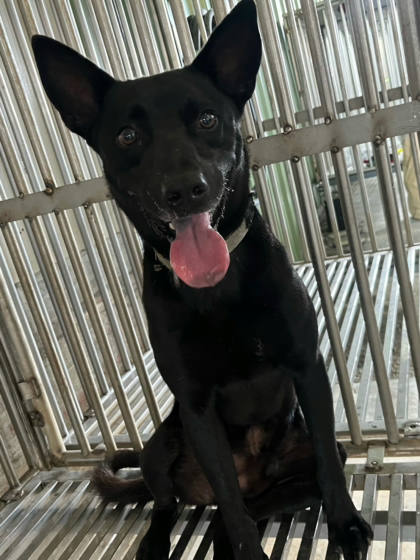 彰化縣待認養狗｜混種犬｜黑色｜公