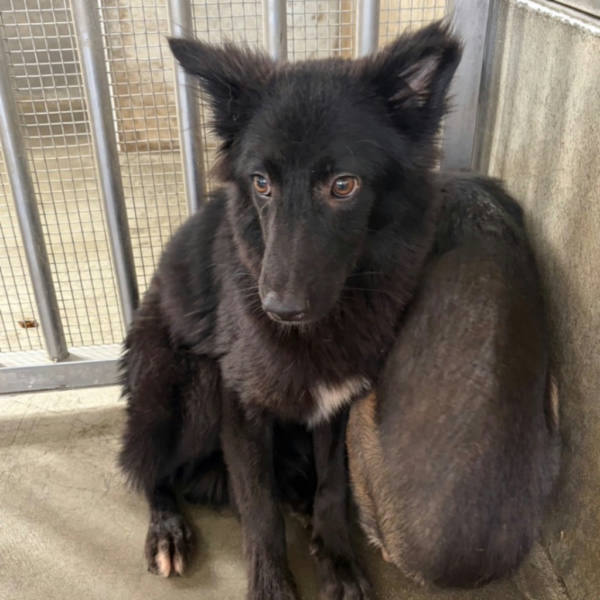 澎湖縣待認養狗 混種犬