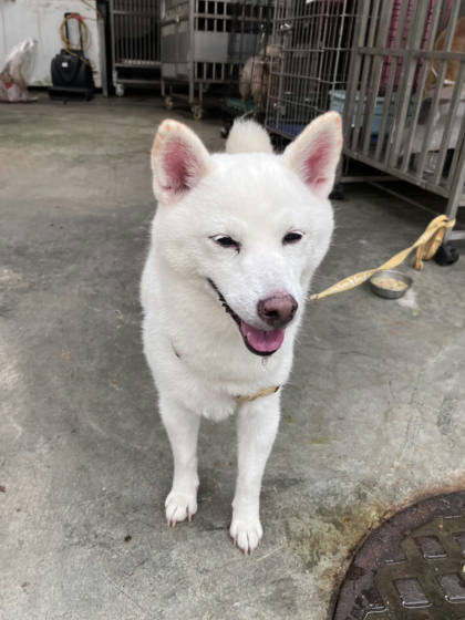 新北市待認養狗｜柴犬｜白色｜母