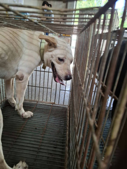 台南市待認養狗｜混種犬｜白色｜公