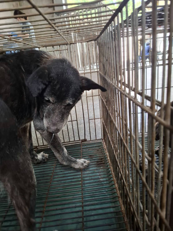 台南市待認養狗 混種犬