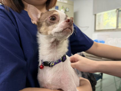 台南市待認養狗｜混種犬｜棕白色｜公