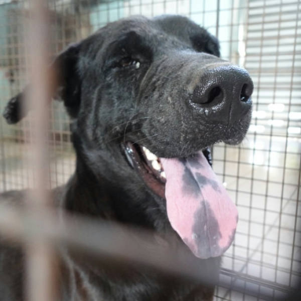 台南市待認養狗 混種犬