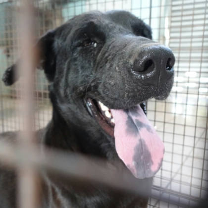 台南市待認養狗｜混種犬｜黑色｜公