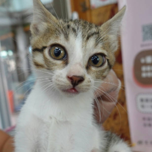 台南市待認養貓 混種貓