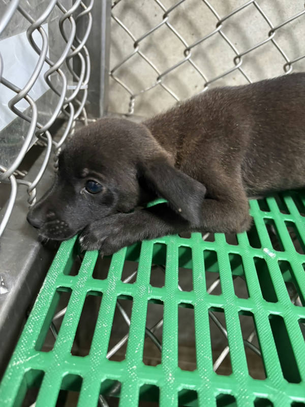 台東縣待認養狗 混種犬