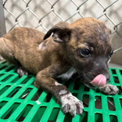台東縣待認養狗｜混種犬｜虎斑色｜母
