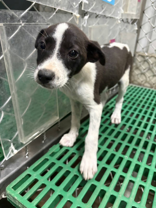 台東縣待認養狗 混種犬