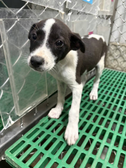 台東縣待認養狗｜混種犬｜黑白色｜母