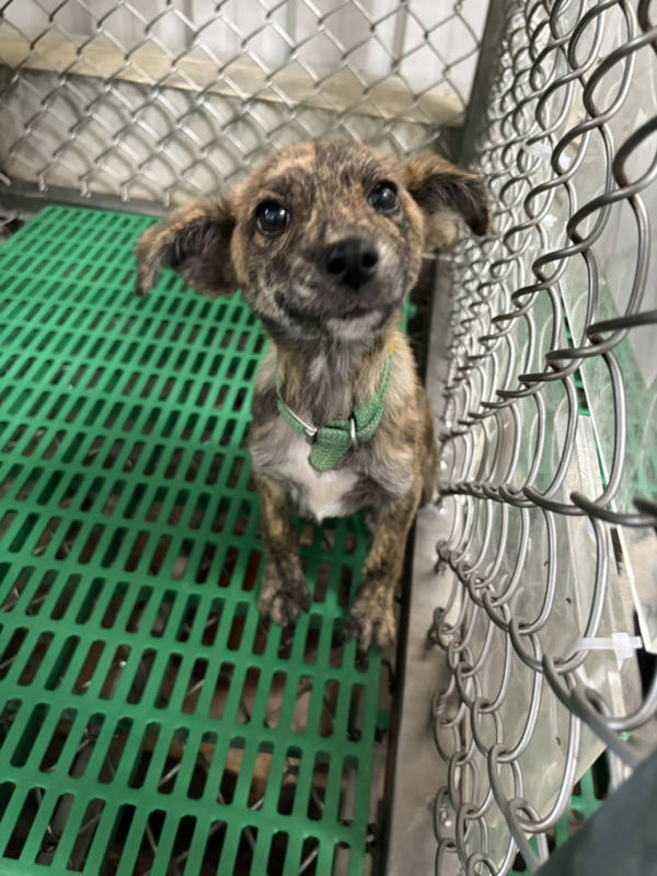 台東縣待認養狗 混種犬