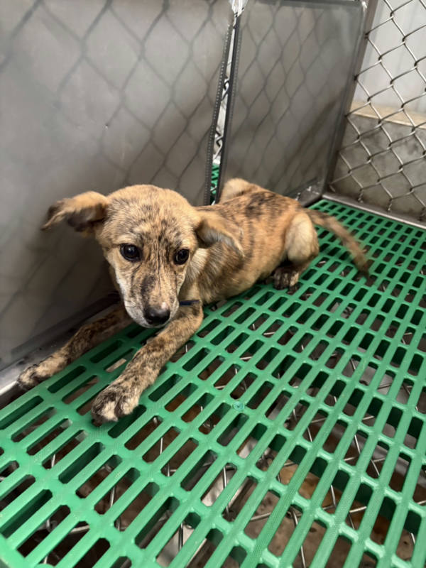 台東縣待認養狗 混種犬