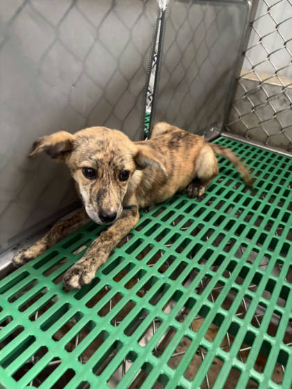 台東縣待認養狗｜混種犬｜虎斑色｜母