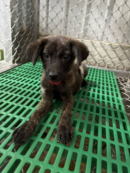 台東縣待認養狗｜混種犬｜黑虎斑色｜公