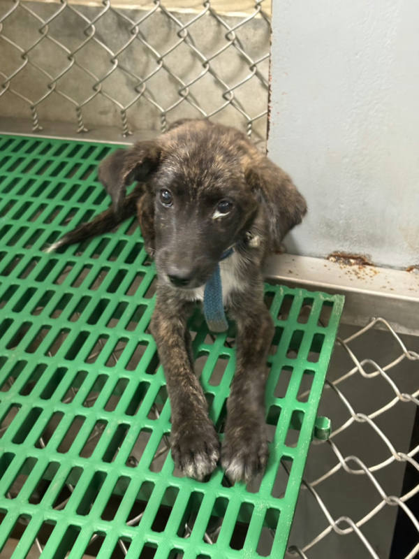 台東縣待認養狗 混種犬