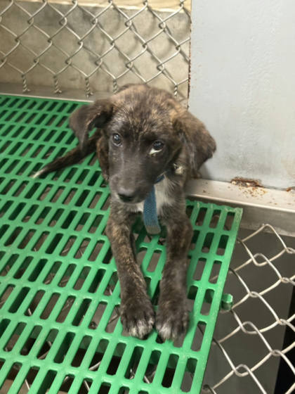 台東縣待認養狗｜混種犬｜黑虎斑色｜公