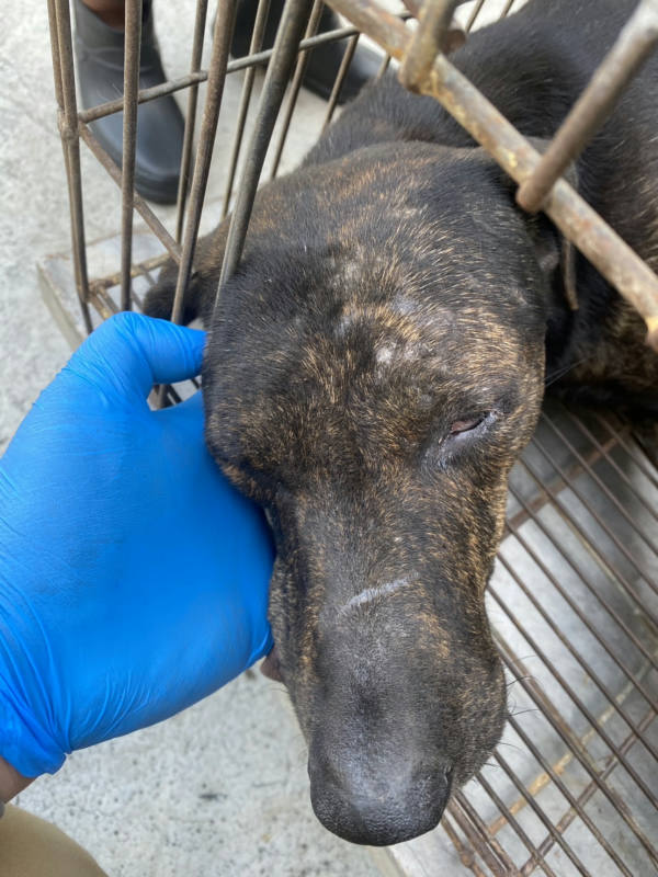 台南市待認養狗 混種犬