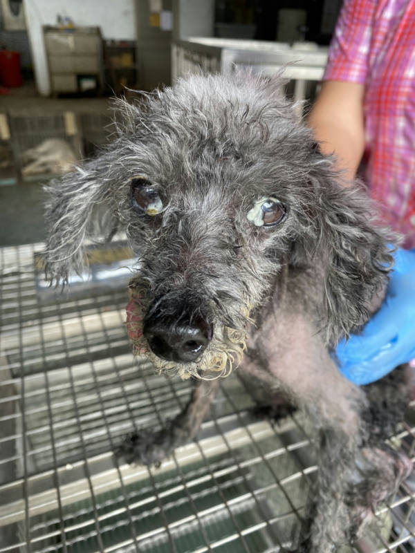 台南市待認養狗 貴賓犬