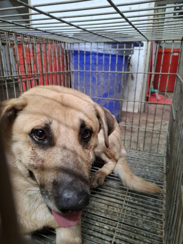 台南市待認養狗 混種犬