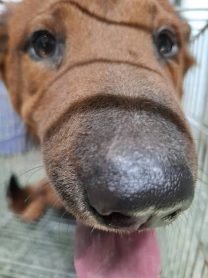 台南市待認養狗｜混種犬｜棕色｜公