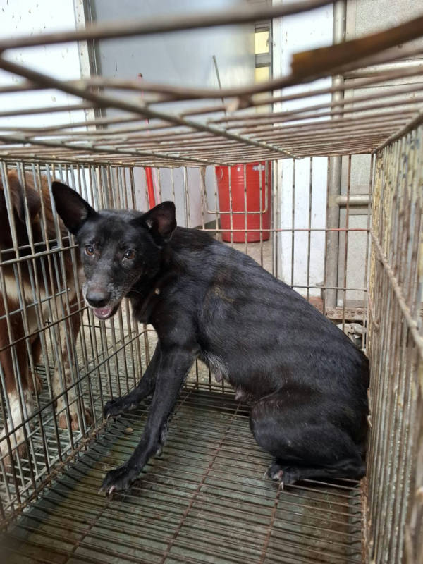 台南市待認養狗 混種犬