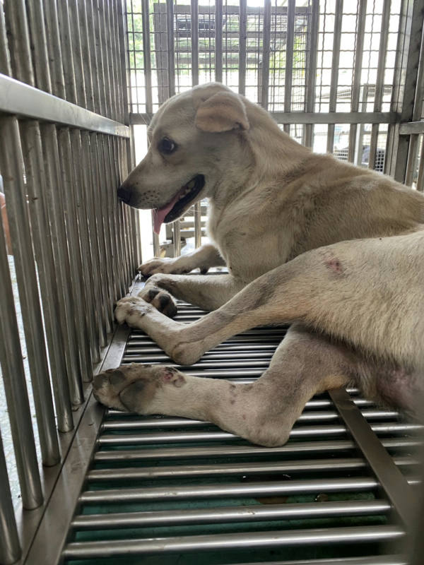 台南市待認養狗 混種犬