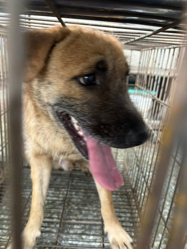 台南市待認養狗 混種犬