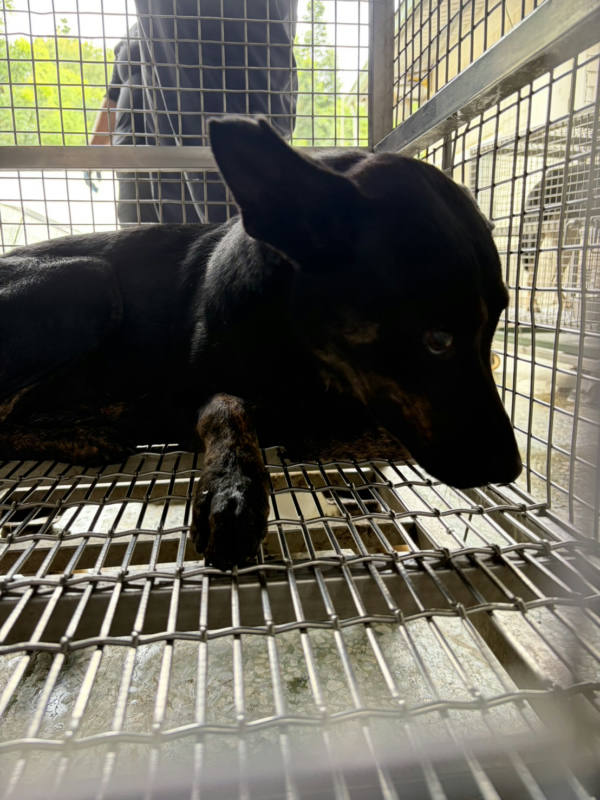 台南市待認養狗 混種犬