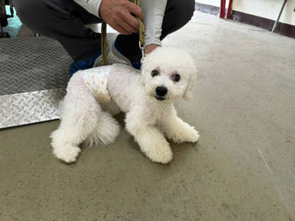 桃園市待認養狗｜比熊犬｜白色｜公