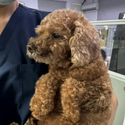 台南市待認養狗｜貴賓犬｜棕色｜母