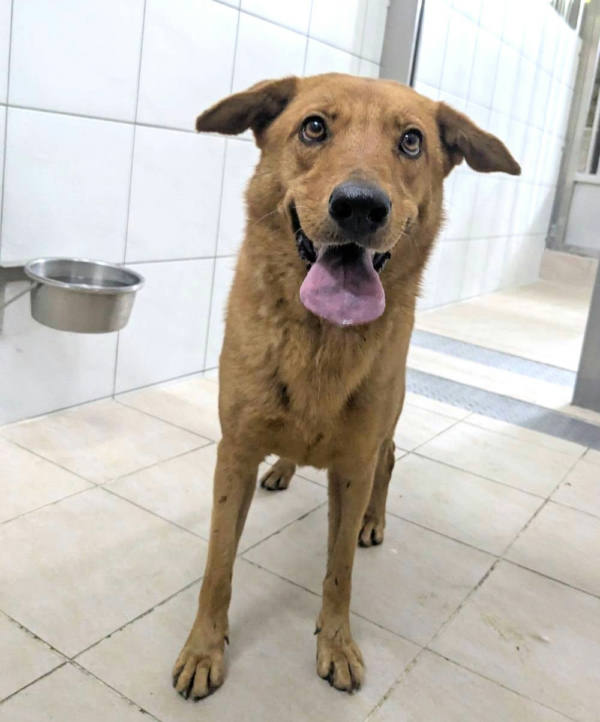 新竹縣待認養狗 混種犬