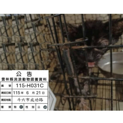雲林縣待認養貓｜混種貓｜黑色｜母