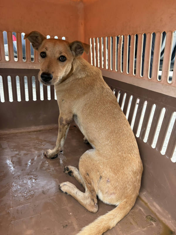 彰化縣待認養狗 混種犬
