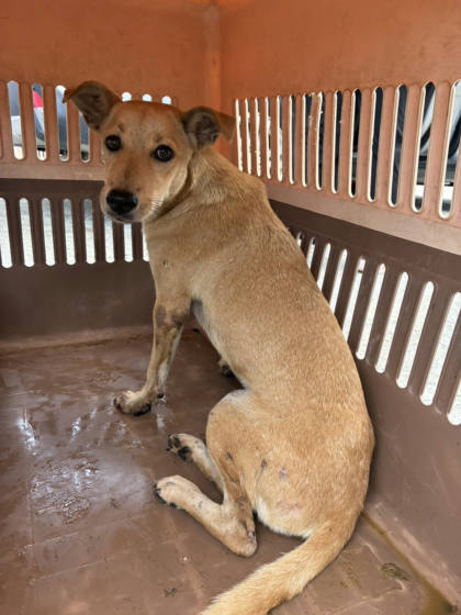 彰化縣待認養狗｜混種犬｜黃色｜母