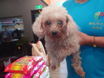 新北市待認養狗｜貴賓犬｜白色｜母