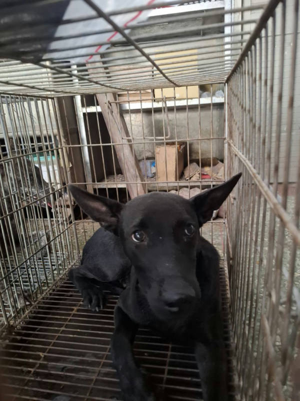 台南市待認養狗 混種犬