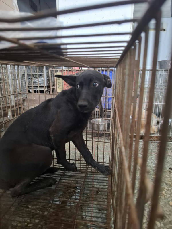 台南市待認養狗 混種犬