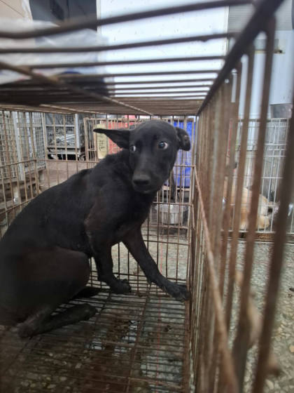 台南市待認養狗｜混種犬｜黑色｜公