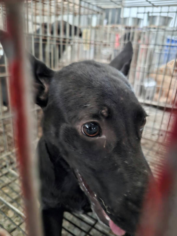 台南市待認養狗 混種犬