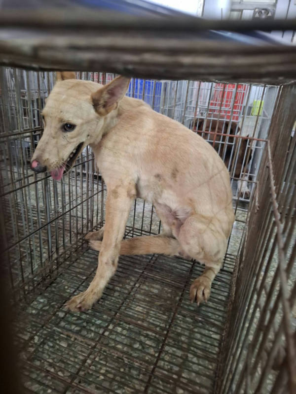 台南市待認養狗 混種犬