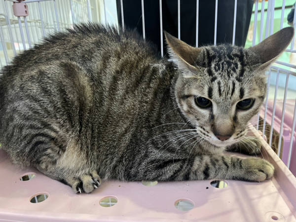 高雄市待認養貓 混種貓
