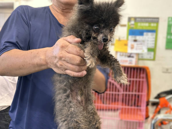 高雄市待認養狗 博美犬