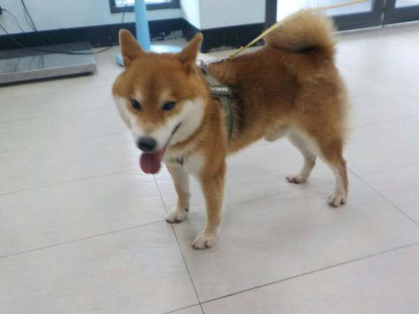 南投縣待認養狗 柴犬