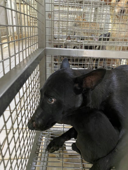 台南市待認養狗｜混種犬｜黑色｜母