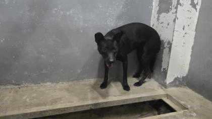 新竹市待認養狗｜混種犬｜黑色｜母