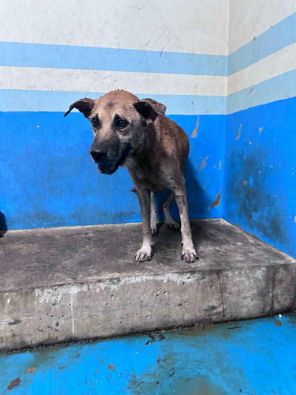 苗栗縣待認養狗 混種犬