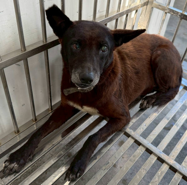 花蓮縣待認養狗 混種犬